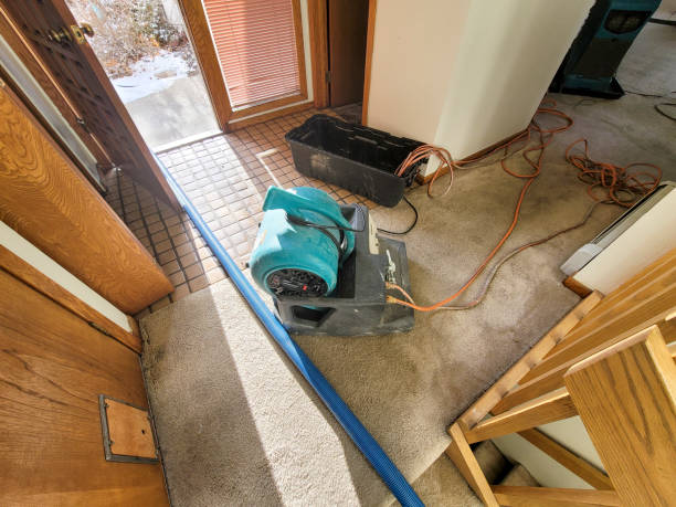 Best Carpet water damage restoration  in Taylor, MI